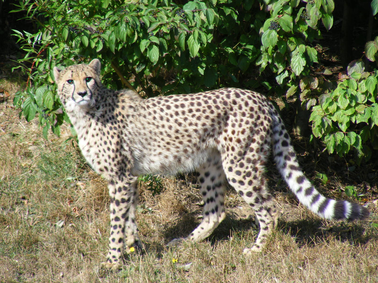 Katavi the cheetah in Cheetah Country exhibit at Colchester Zoo, 29 August