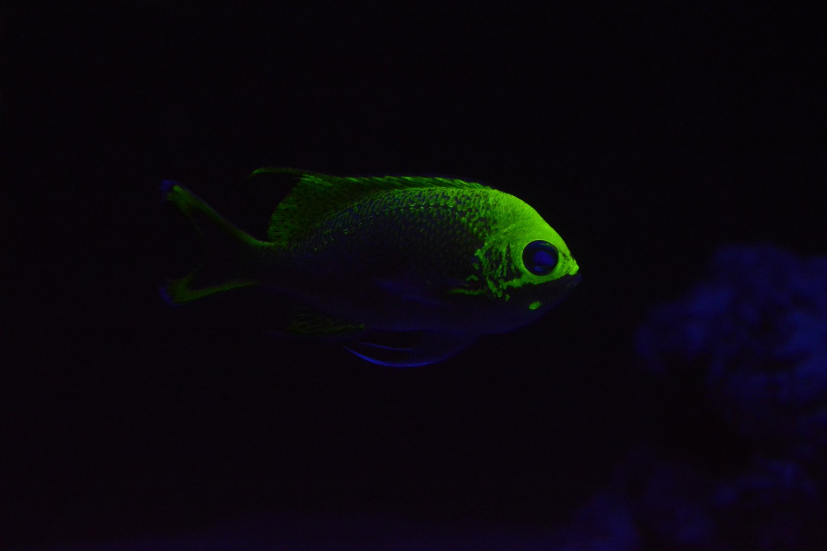 Katayama swallowtail anthias (Odontanthias katayamai)