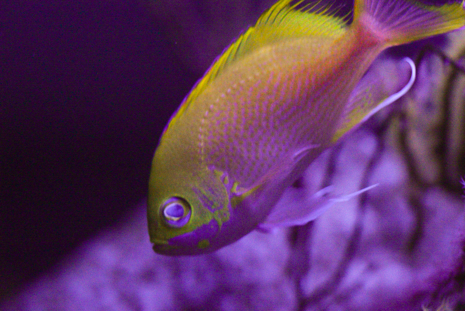 Katayami Anthias // Twighlight Zone