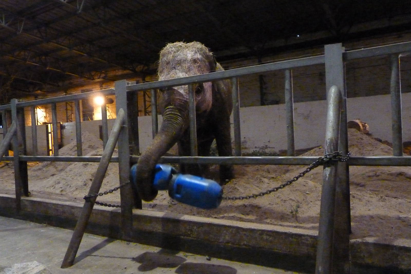 Kate, Asian Elephant, September 2016