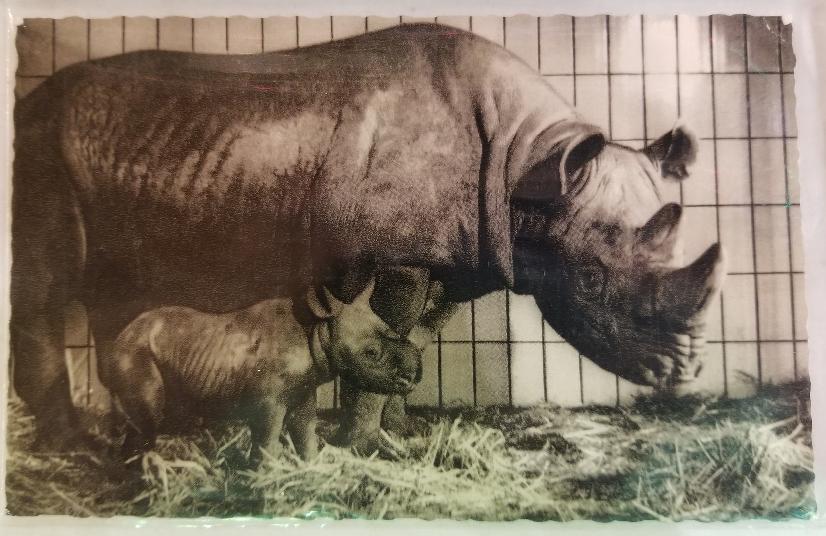 "Katharina" and her calf (Black rhinoceros)