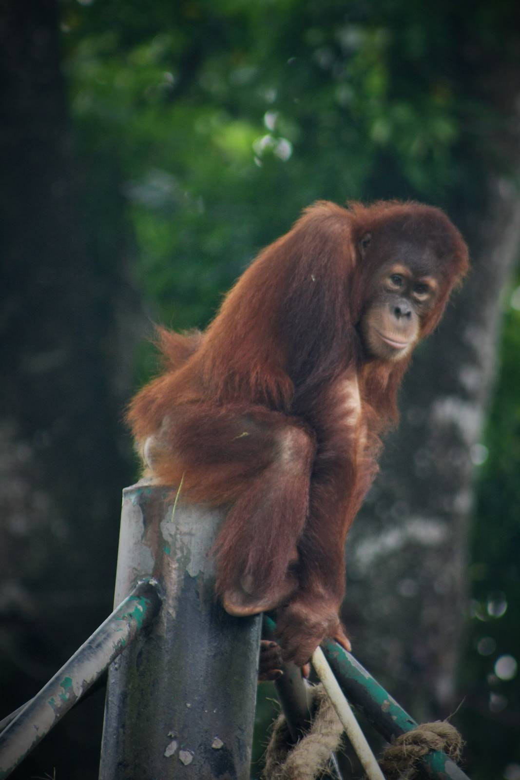 Kathy the orangutan - Zoo Negara 2015