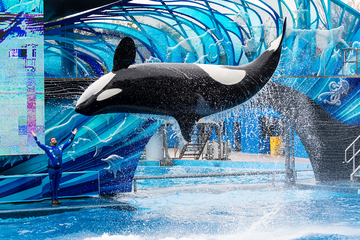 Katina, Orca (Orcinus orca)