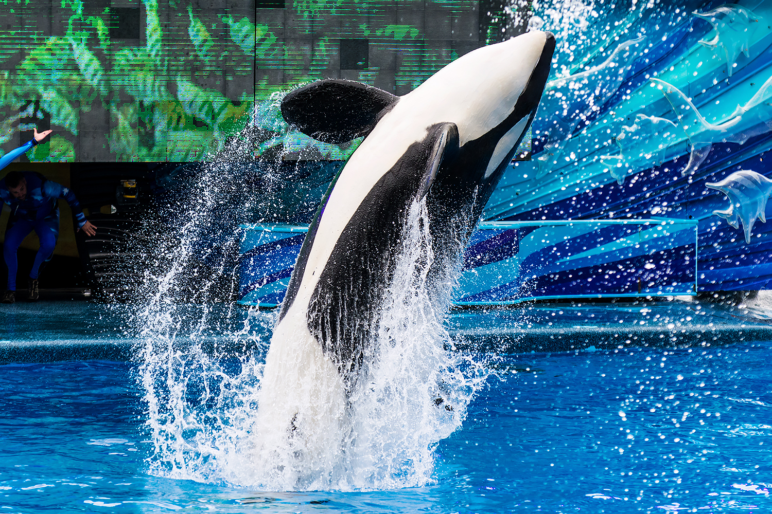 Katina, Orca (Orcinus orca)