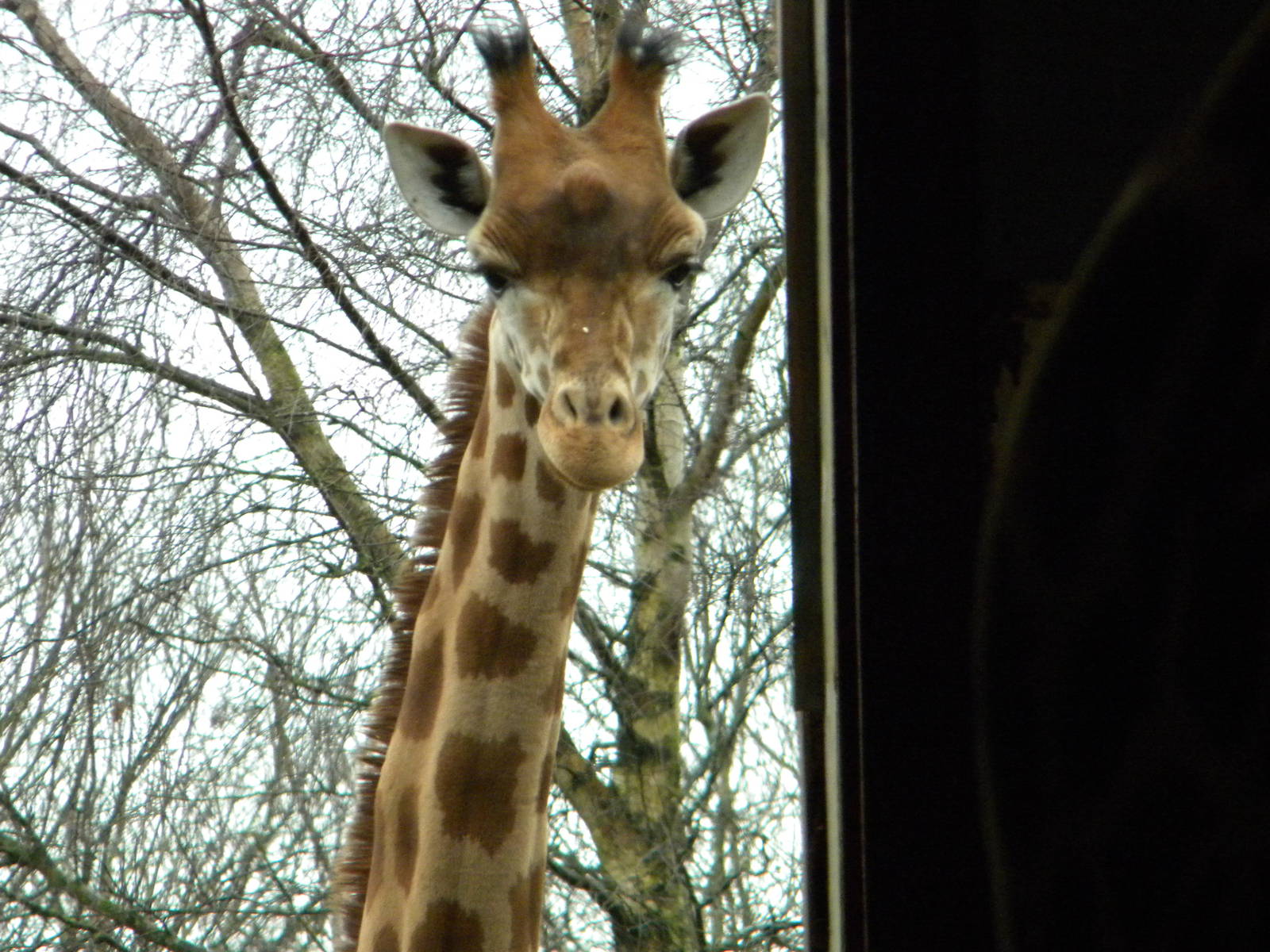 Katoumi-Peralta Giraffe.