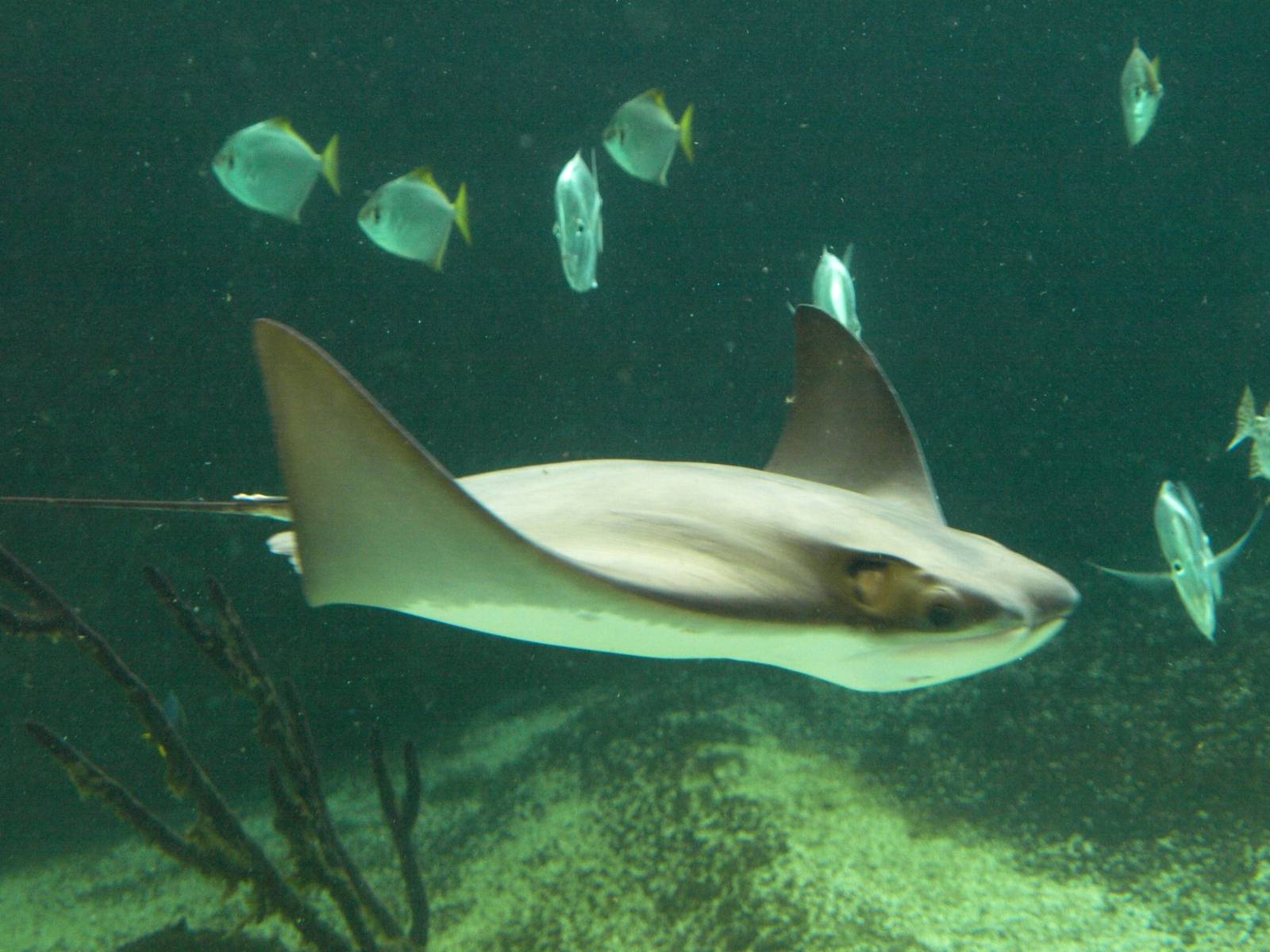 Kattegatcenter - Cow-nosed ray