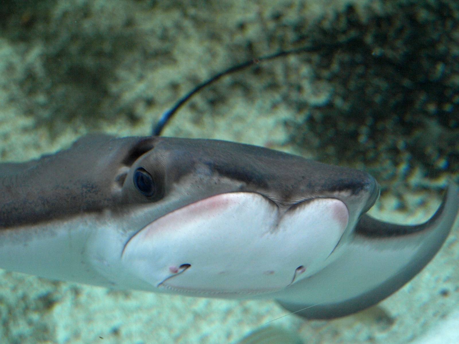 Kattegatcenter - Cow-nosed ray