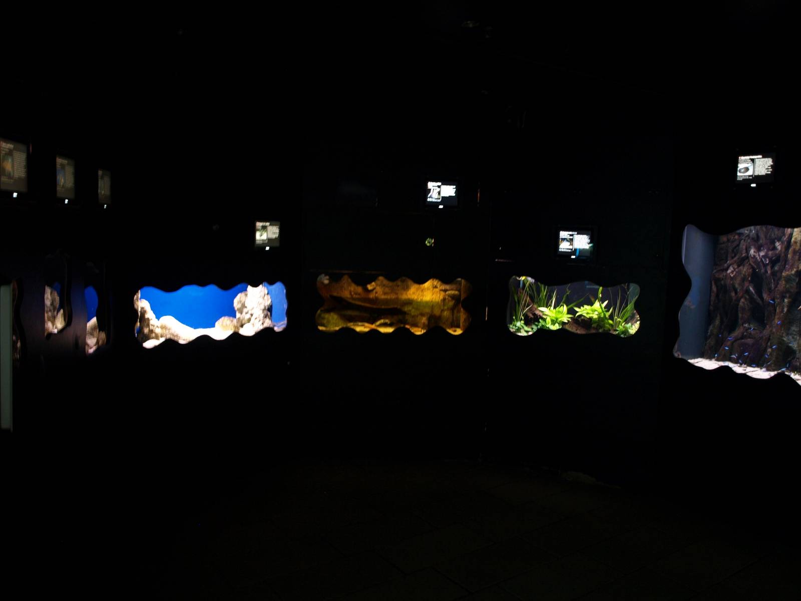 Kattegatcenter - Dangerous Fish