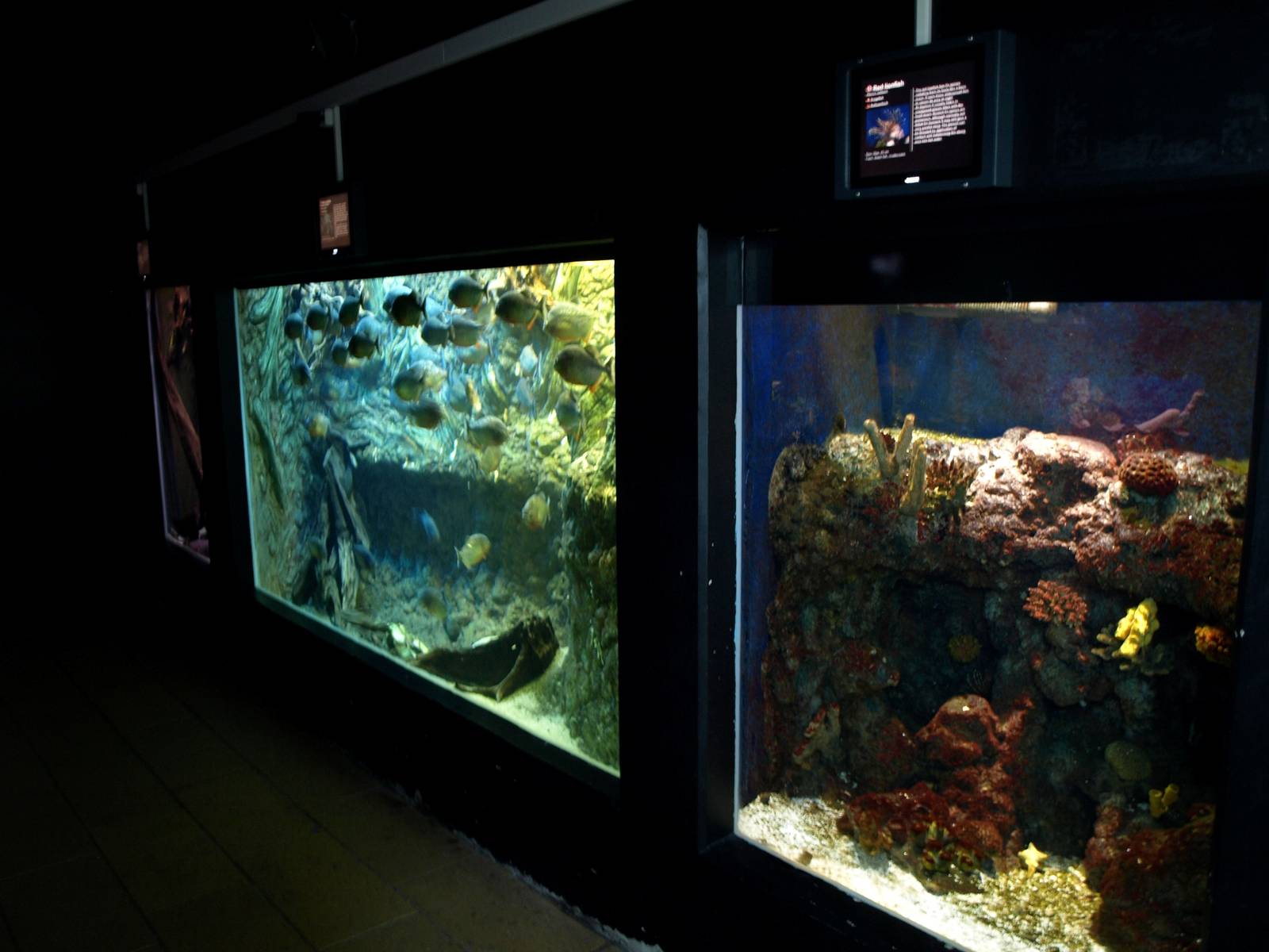 Kattegatcenter - Dangerous Fish