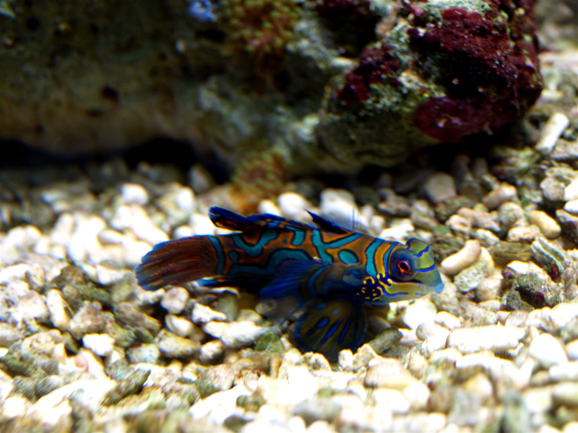 Kattegatcenter - Mandarin fish
