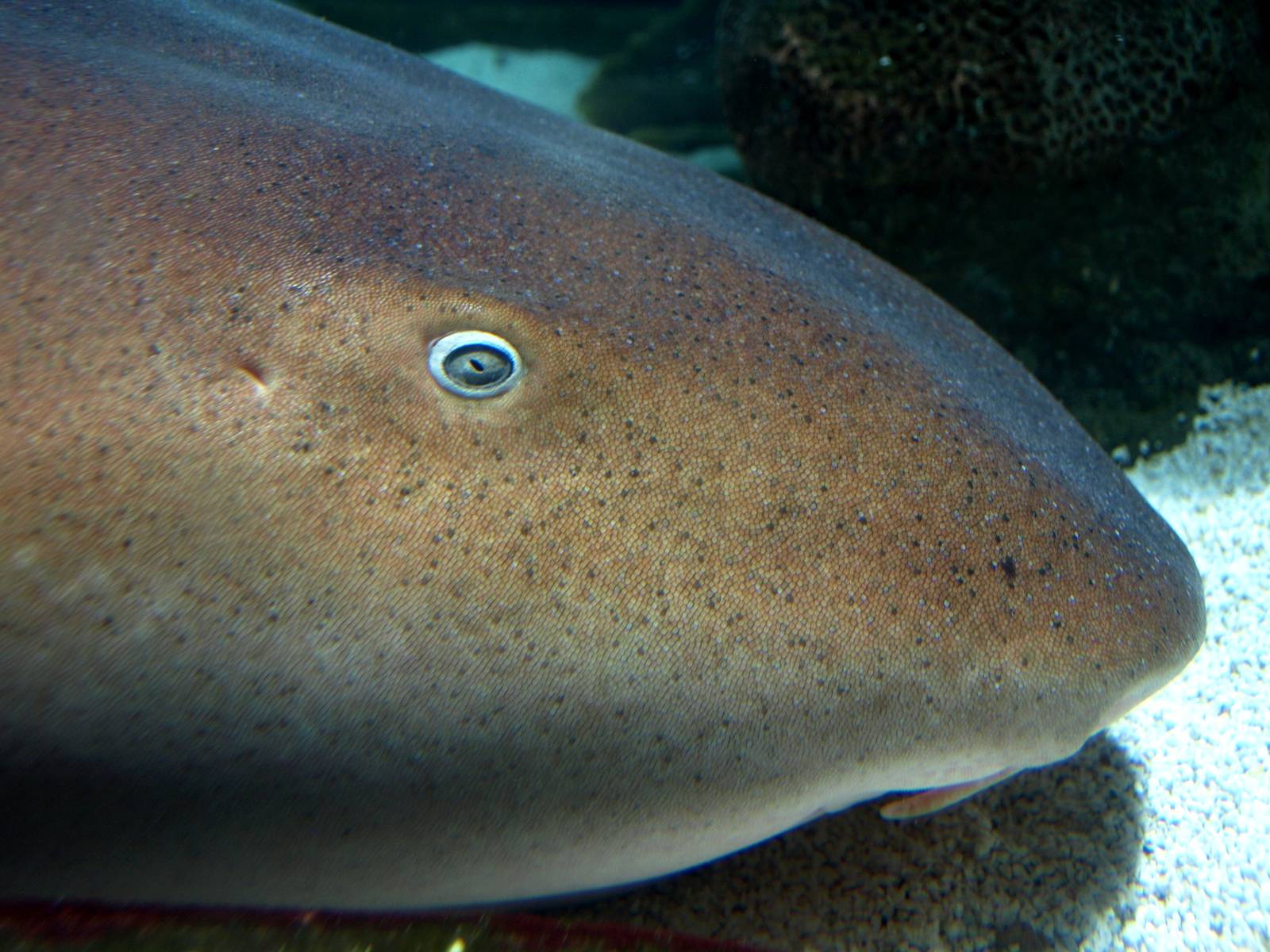 Kattegatcenter - Nurse shark