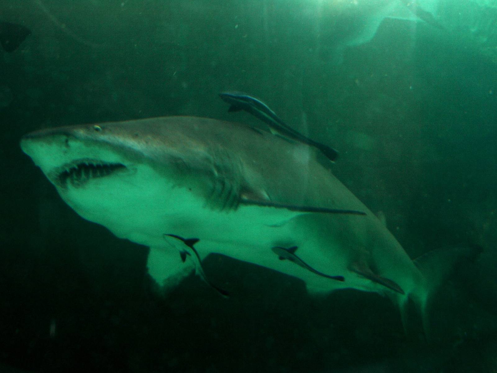Kattegatcenter - Sand tiger shark