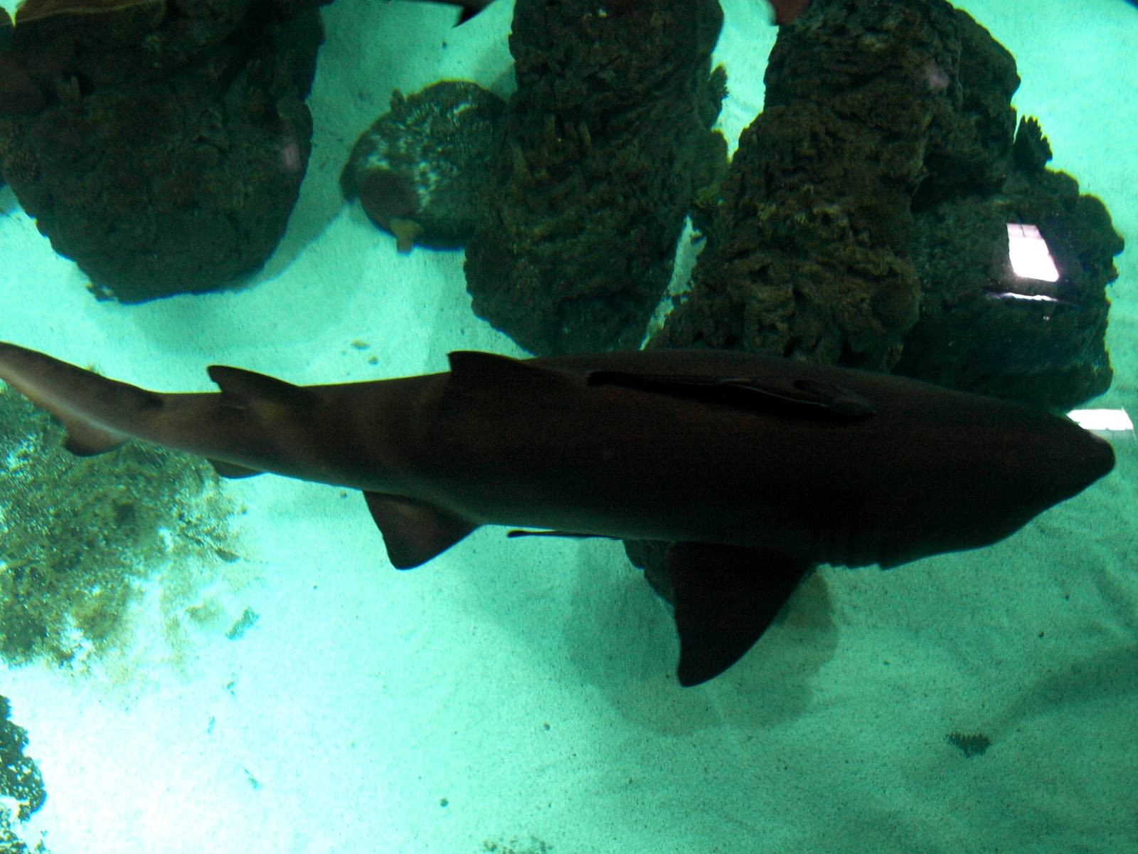 Kattegatcenter - Sand tiger shark