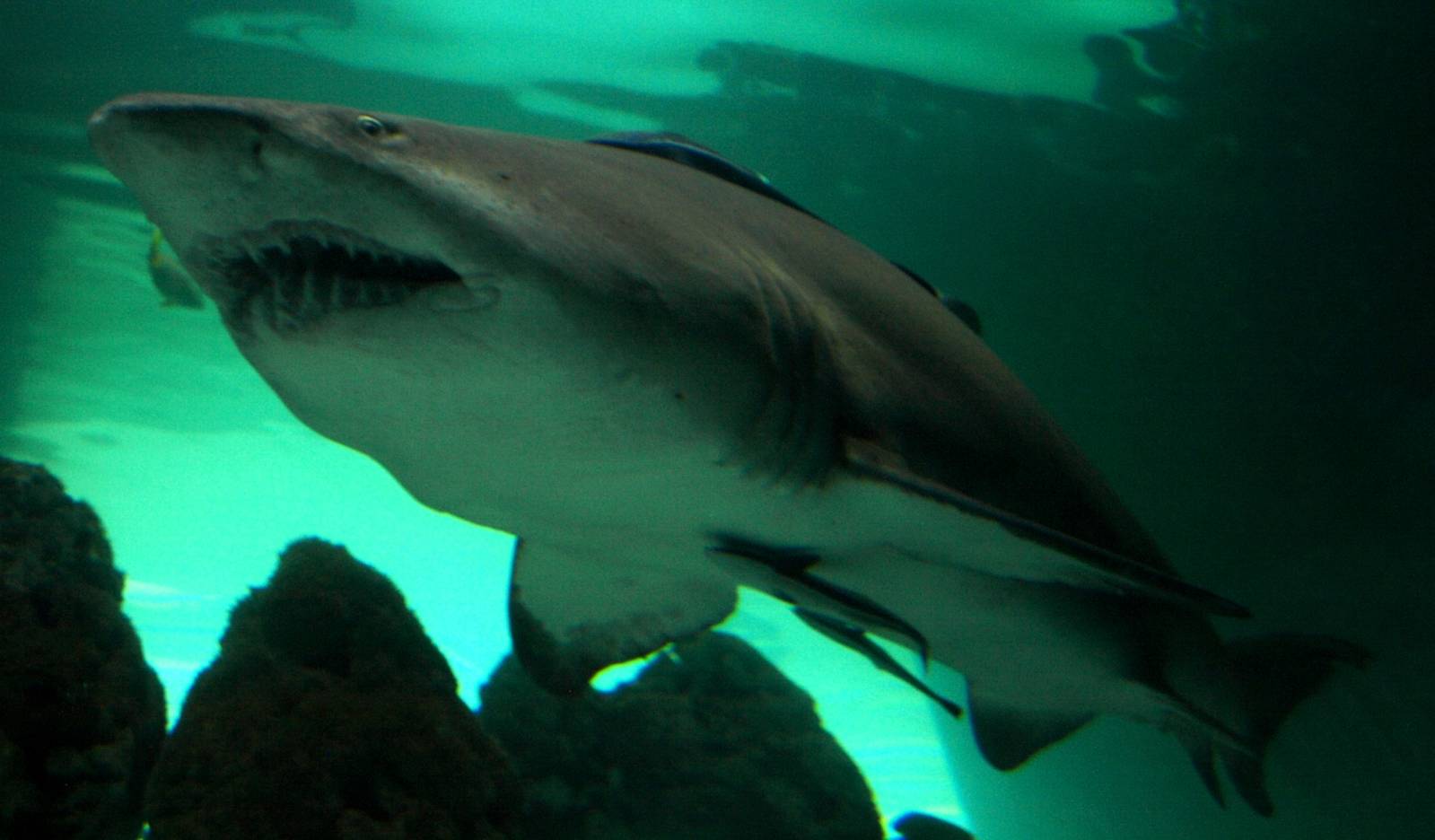 Kattegatcenter - Sand tiger shark