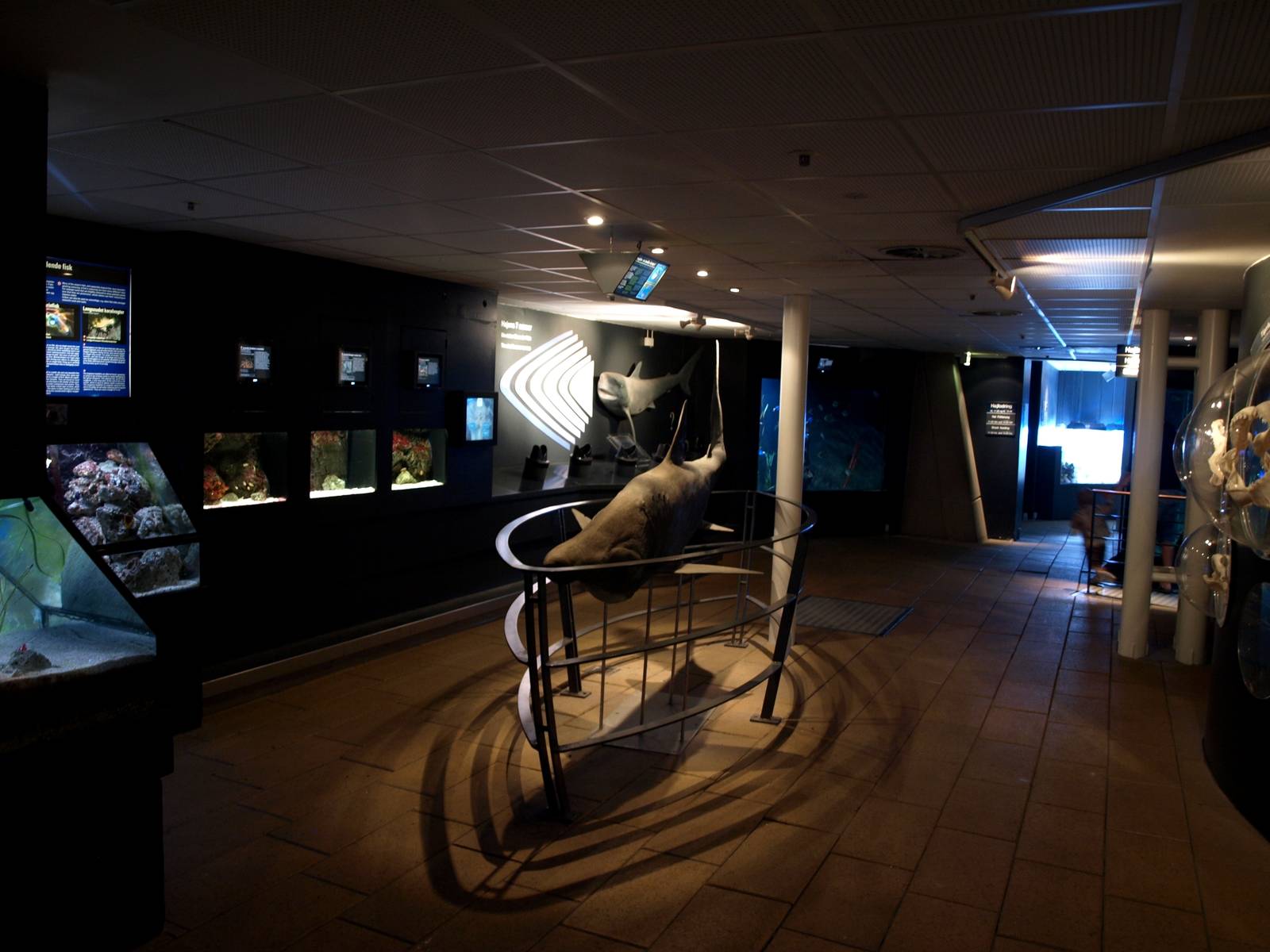 Kattegatcenter - Shark exhibition