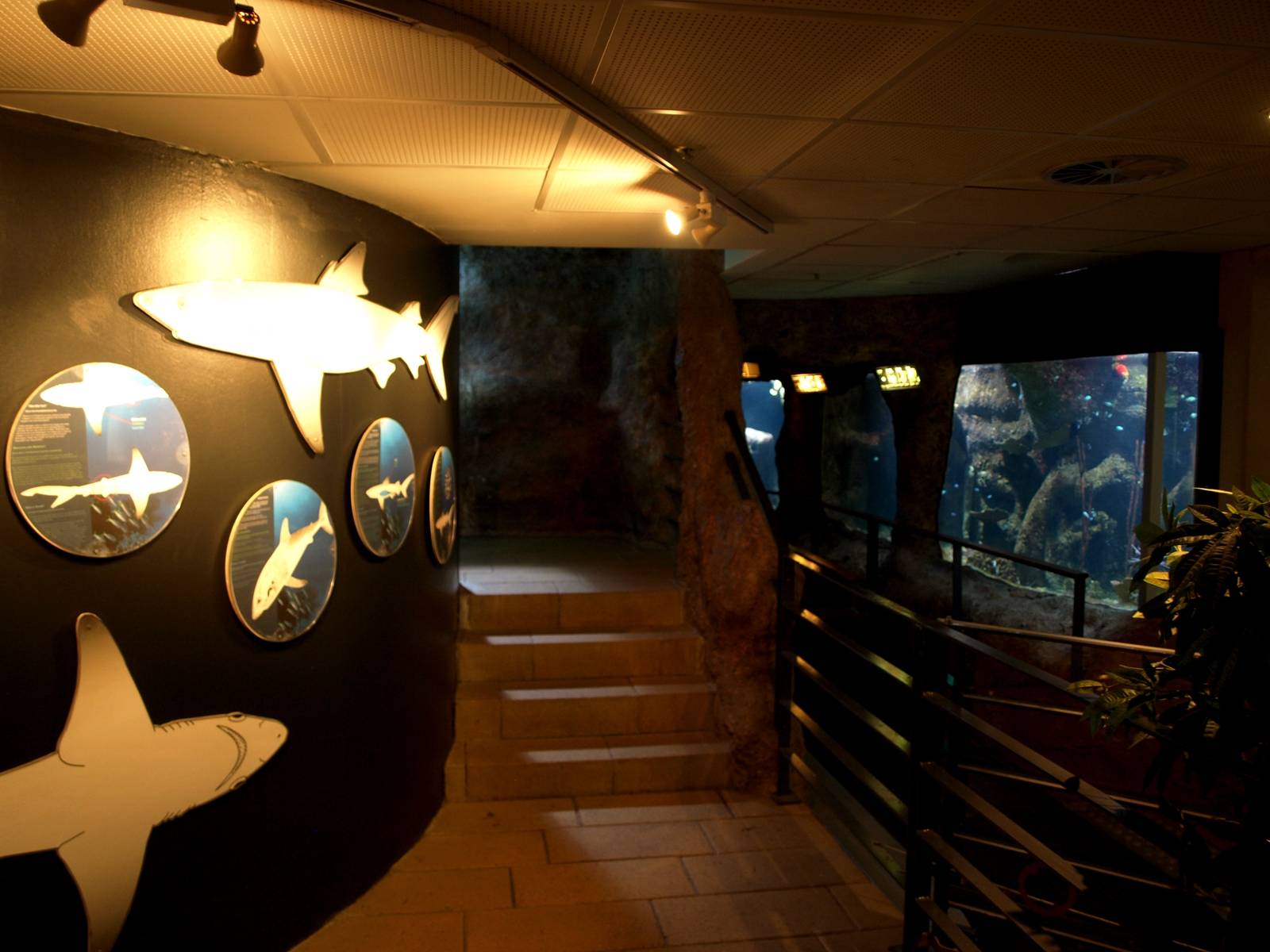 Kattegatcenter - Shark exhibition