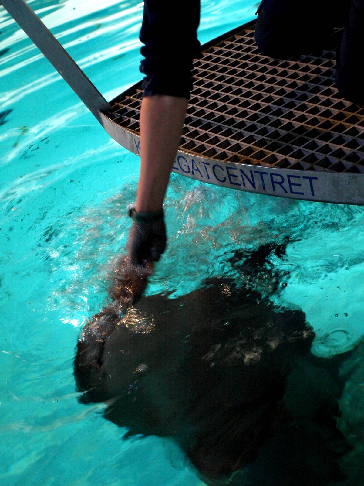 Kattegatcenter - Shark feeding