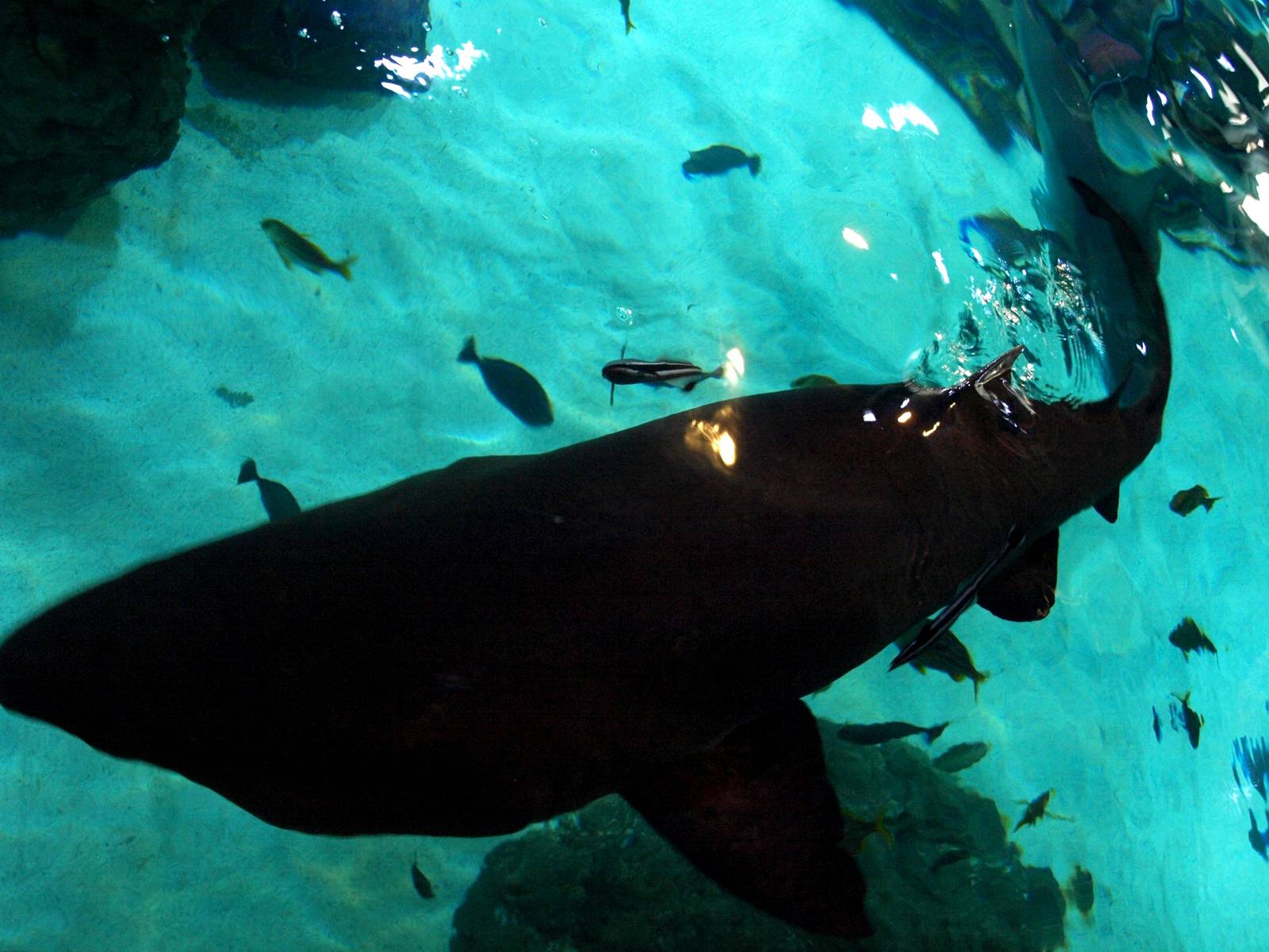 Kattegatcenter -Shark feeding