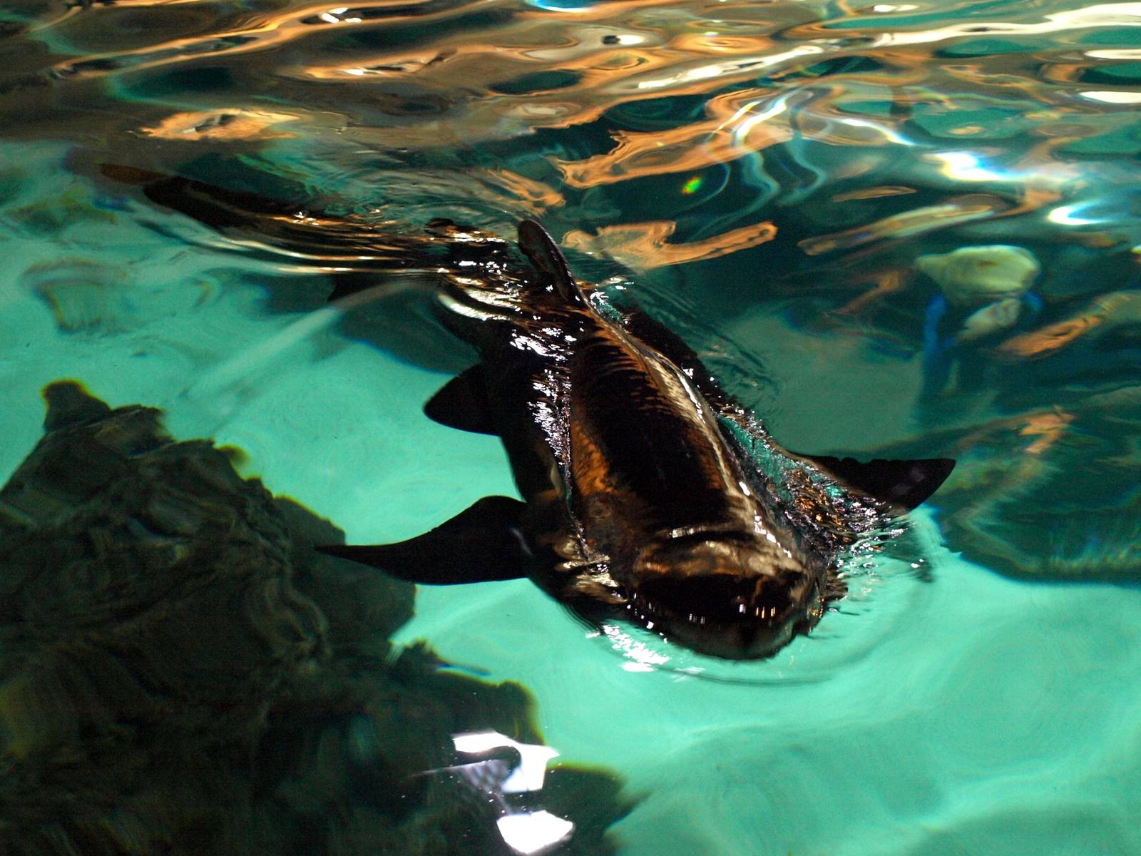 Kattegatcenter -Shark feeding