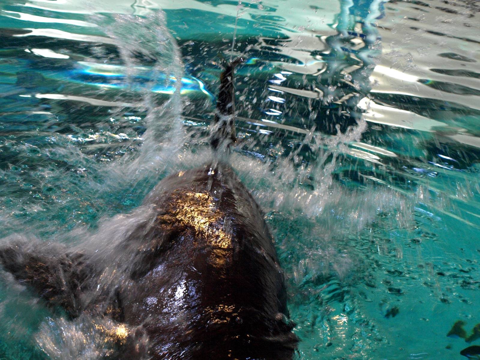 Kattegatcenter -Shark feeding