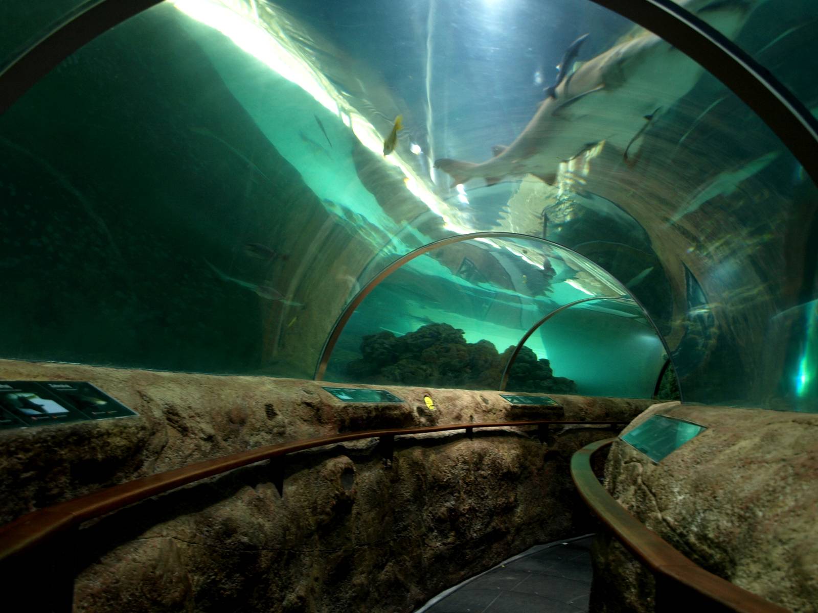 Kattegatcenter - Shark tunnel