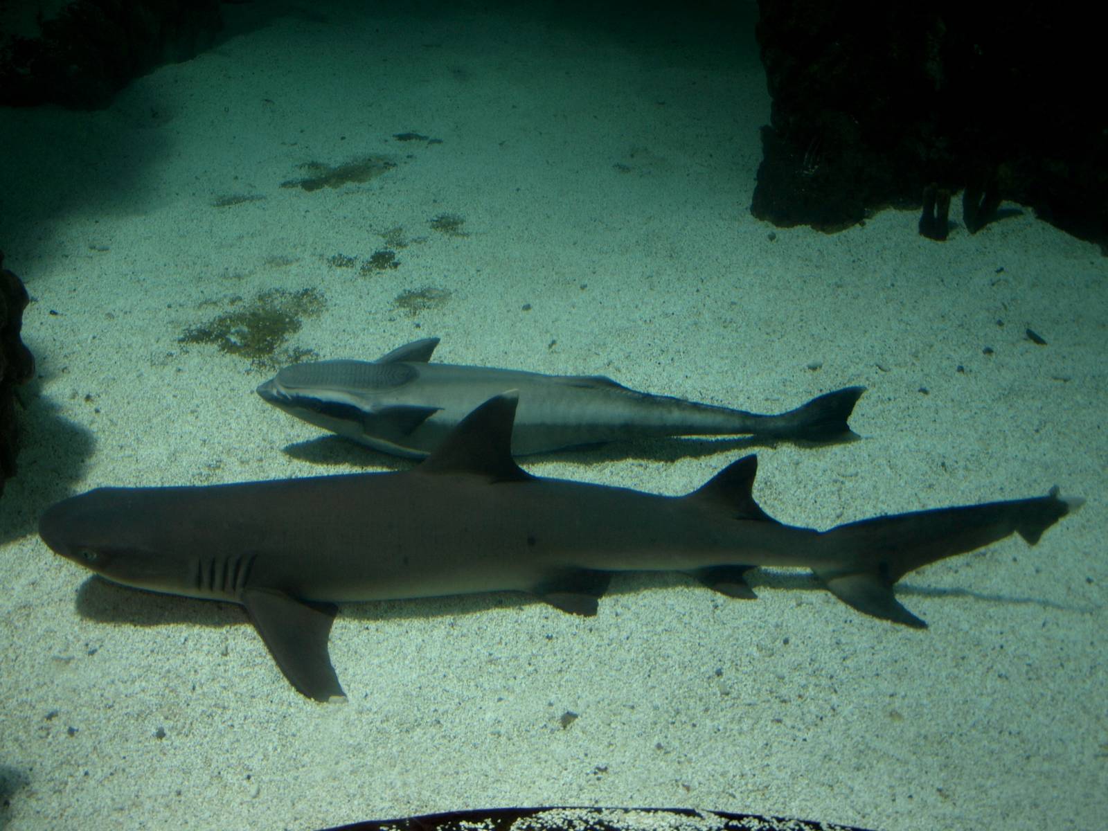Kattegatcenter - White-tipped reef shark