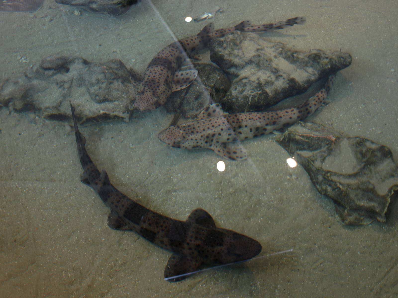 Kattegatcenter - Young catsharks