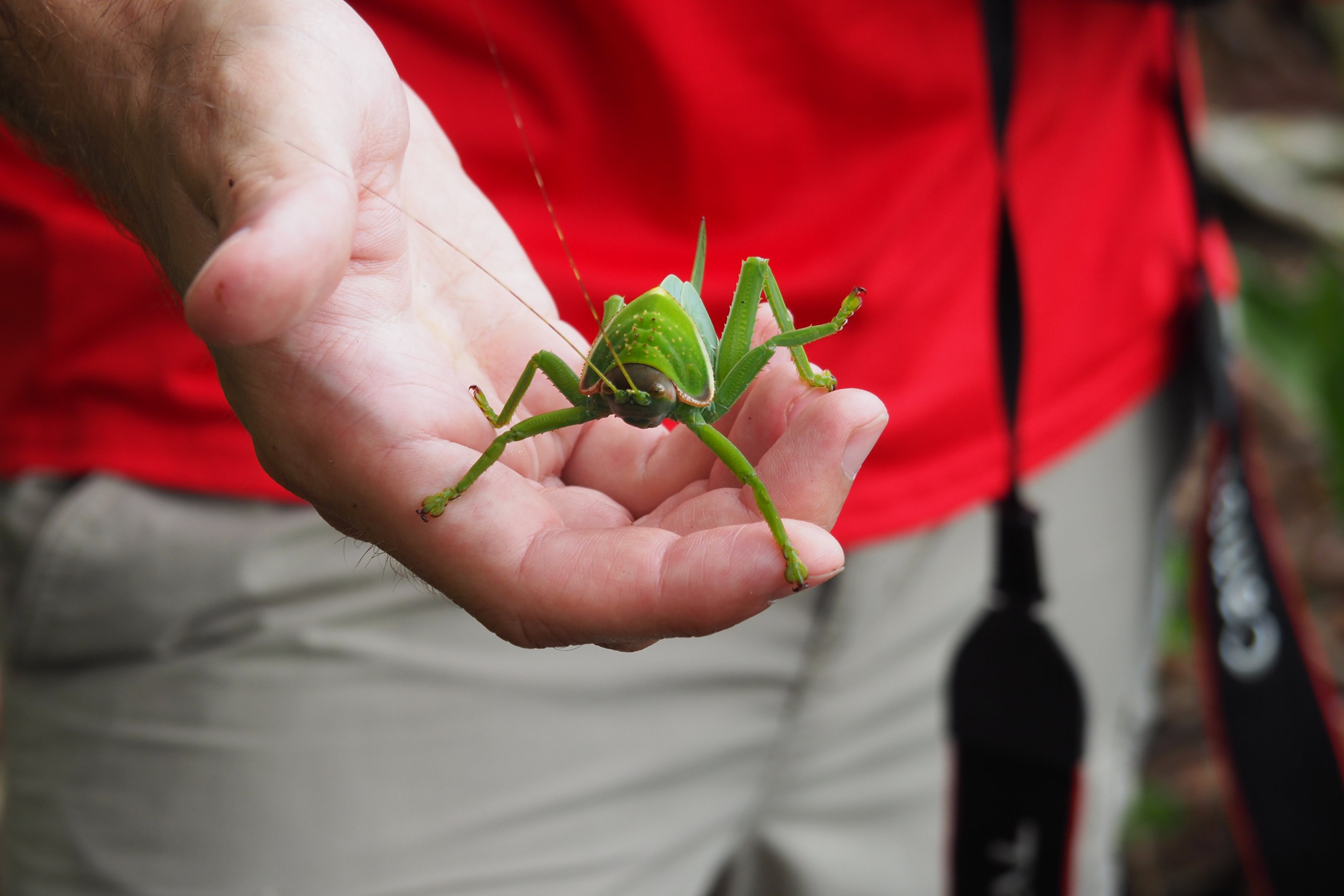 Katydid - Danum Valley, Sabah, Borneo