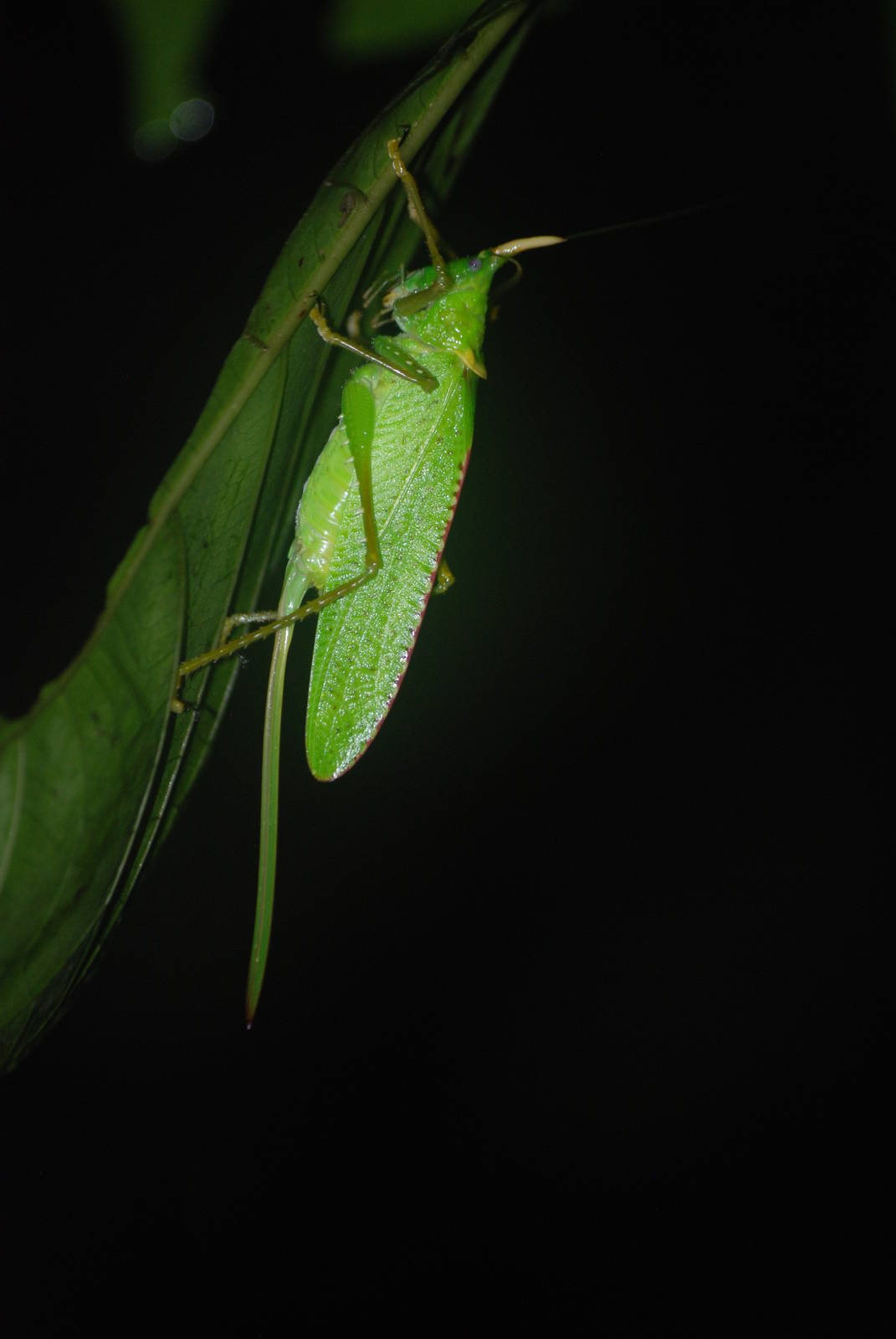 Katydid in Tortuguero, 15/04/14