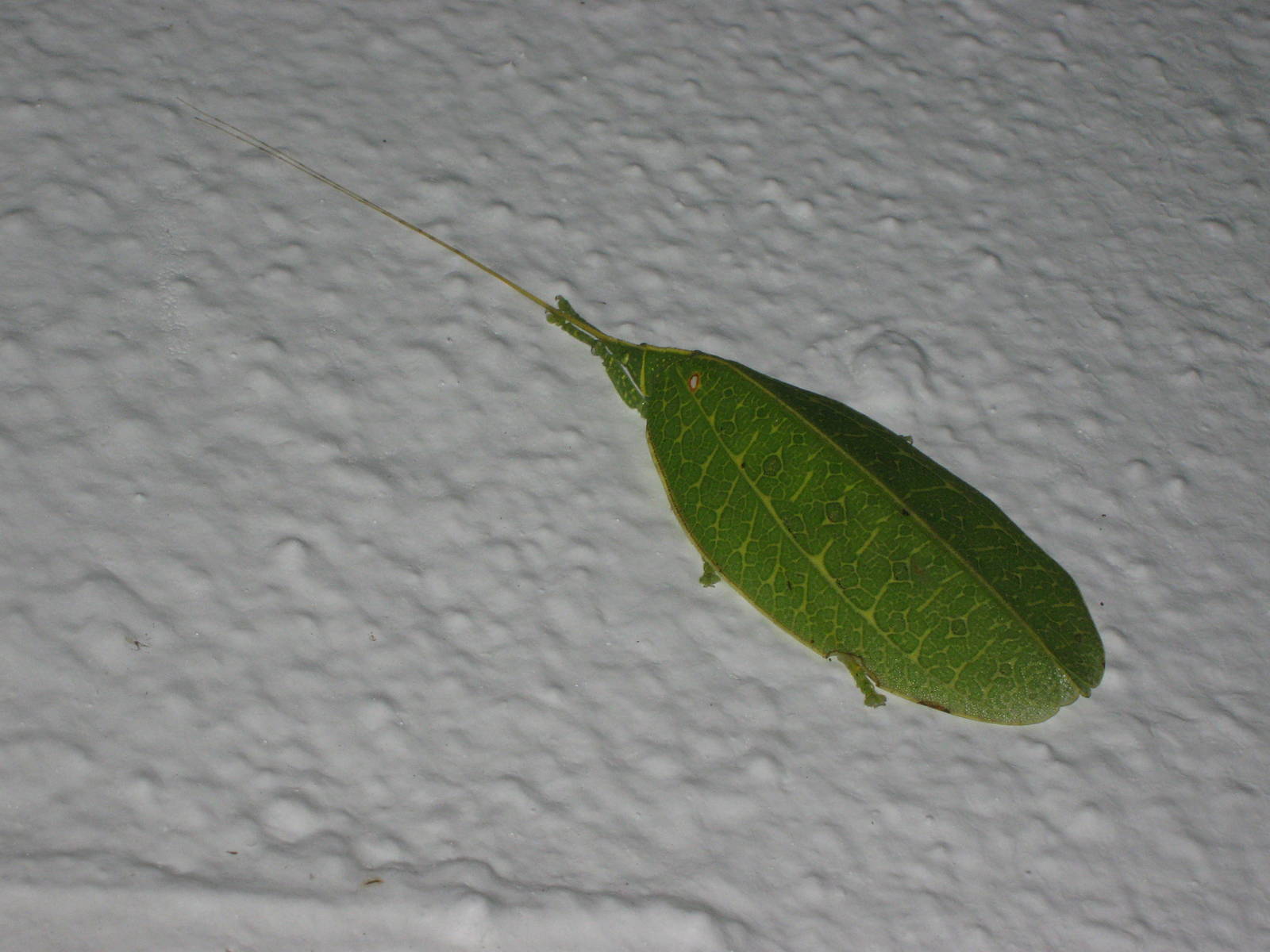 katydid