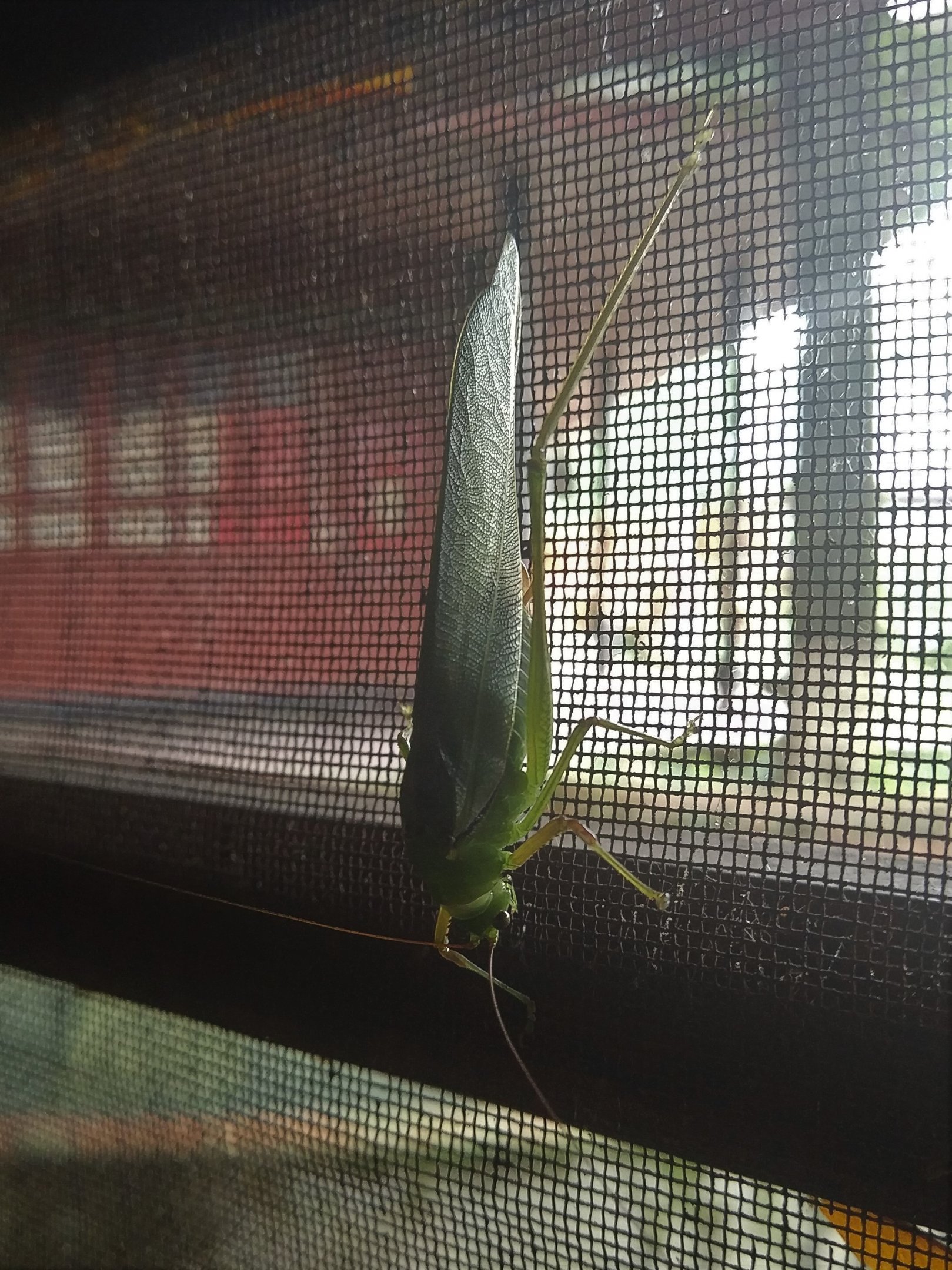 Katydid