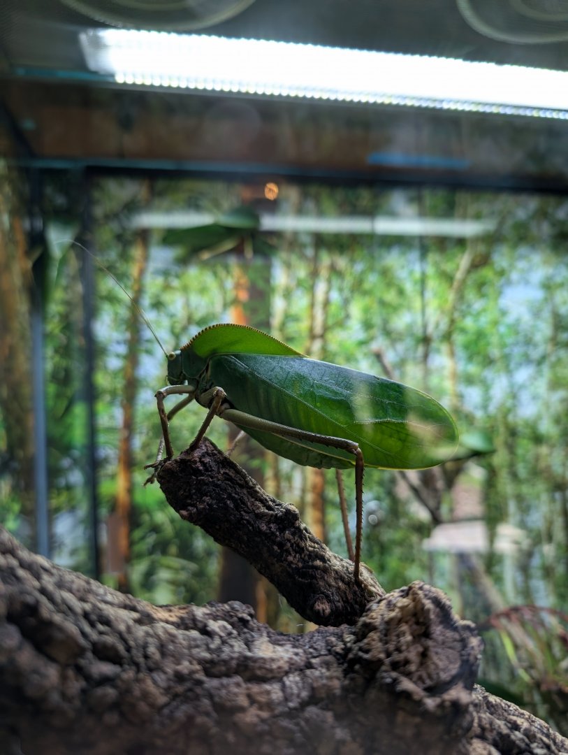 Katydid