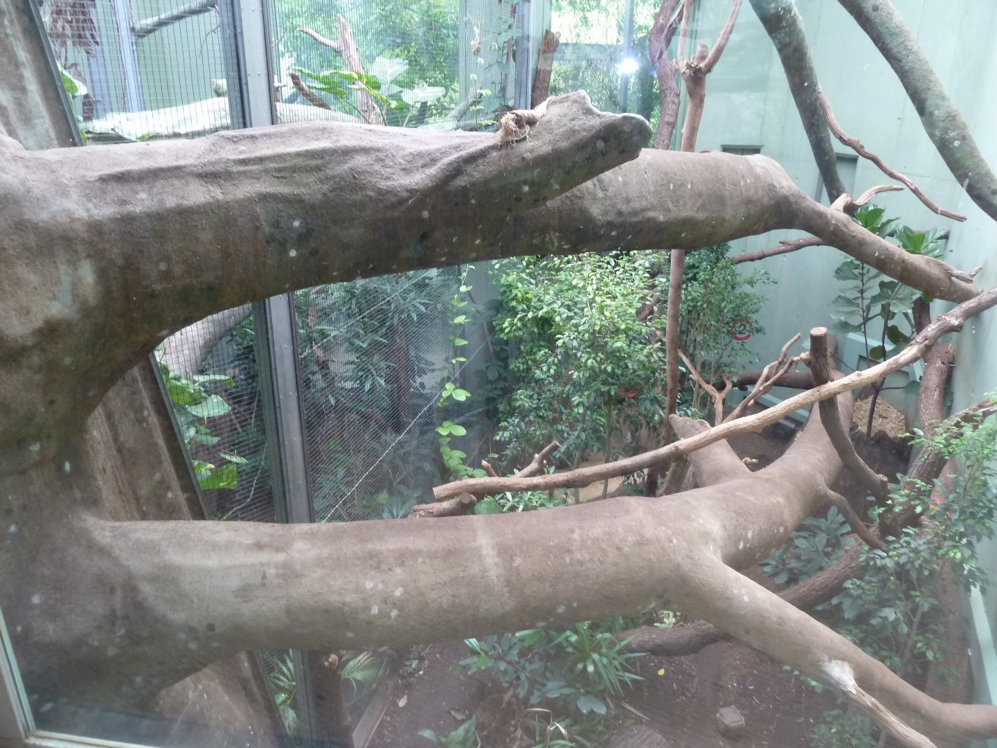 Katzendschungel - First fossa enclosure - Fabulous branches