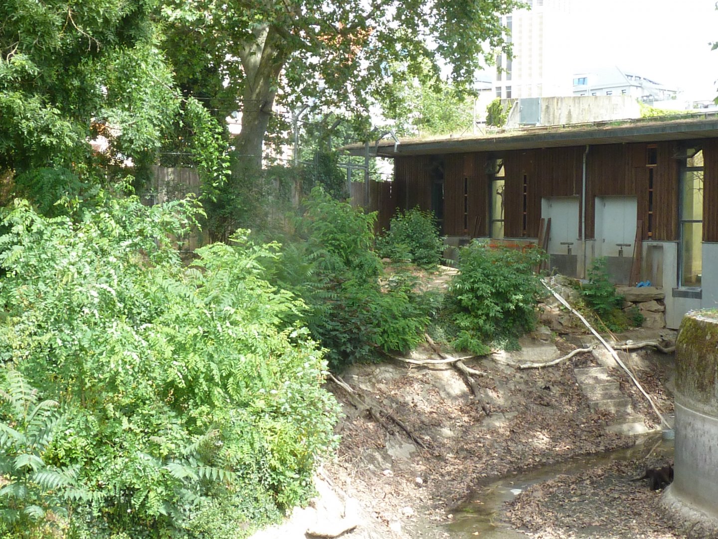 Katzendschungel - Lion enclosure expansion