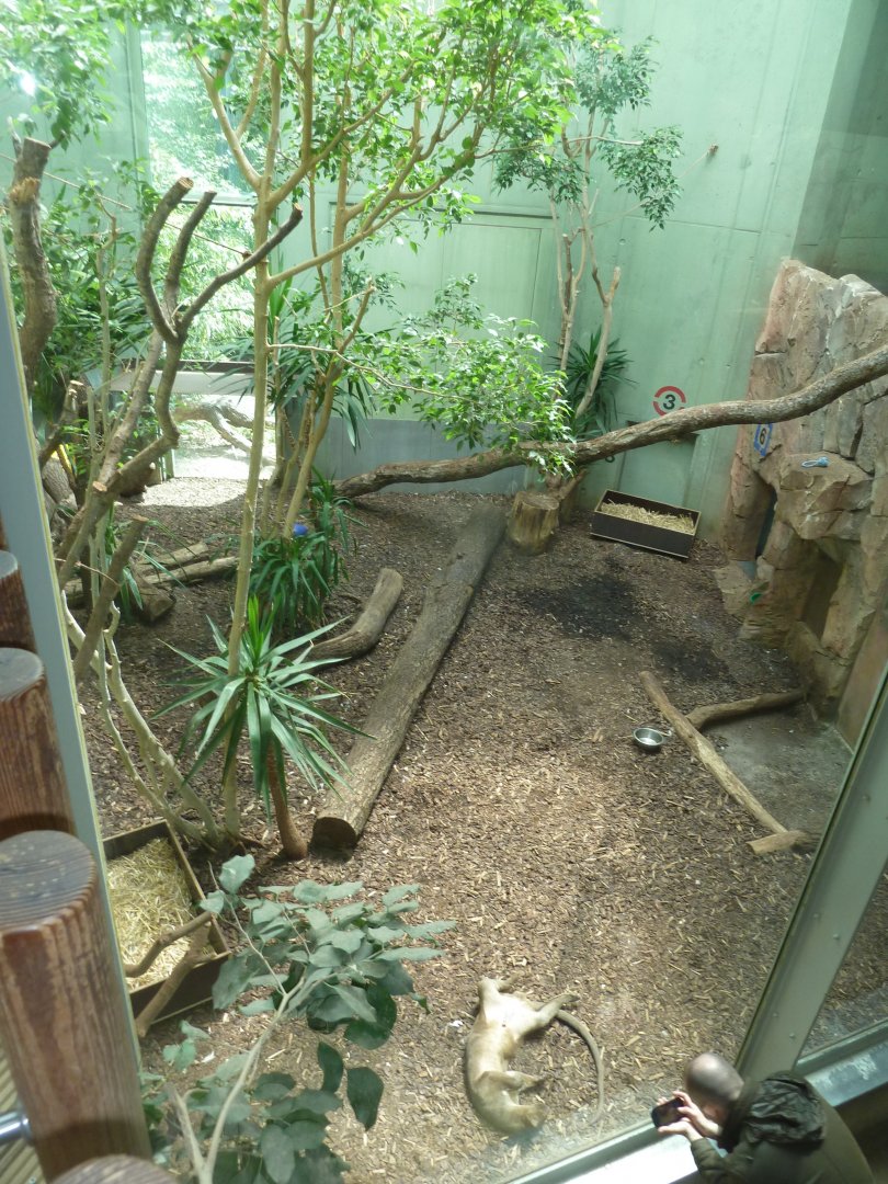 Katzendschungel - Second fossa enclosure