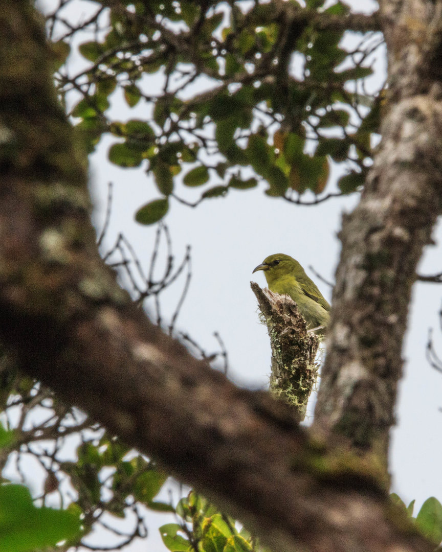 Kaua'i 'Amakihi