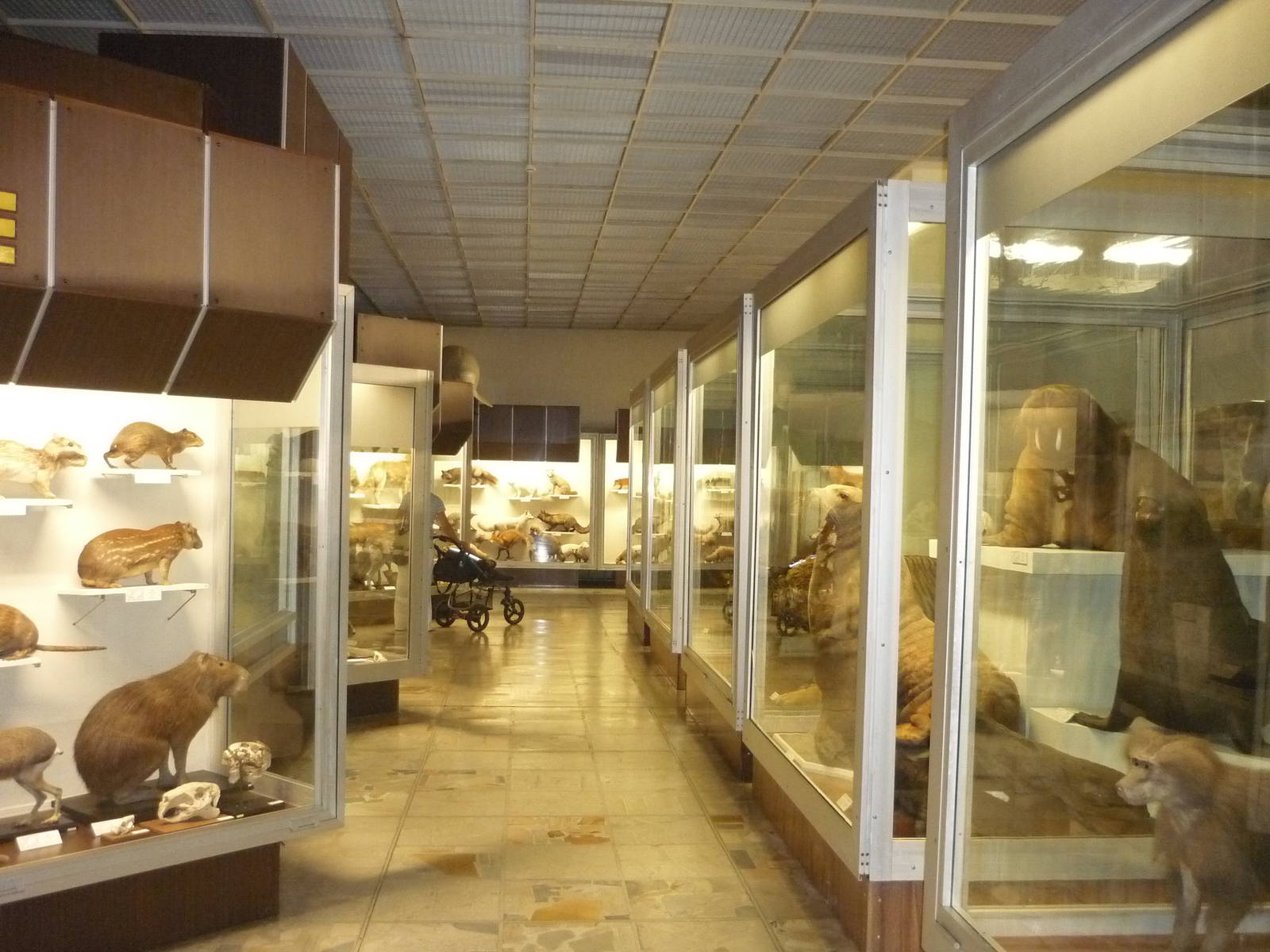 Kaunas Zoological Museum