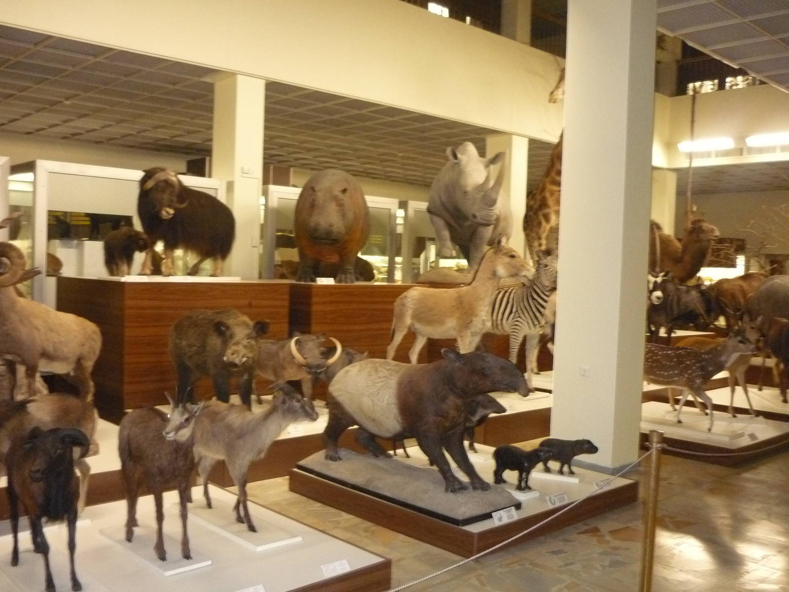 Kaunas Zoological Museum