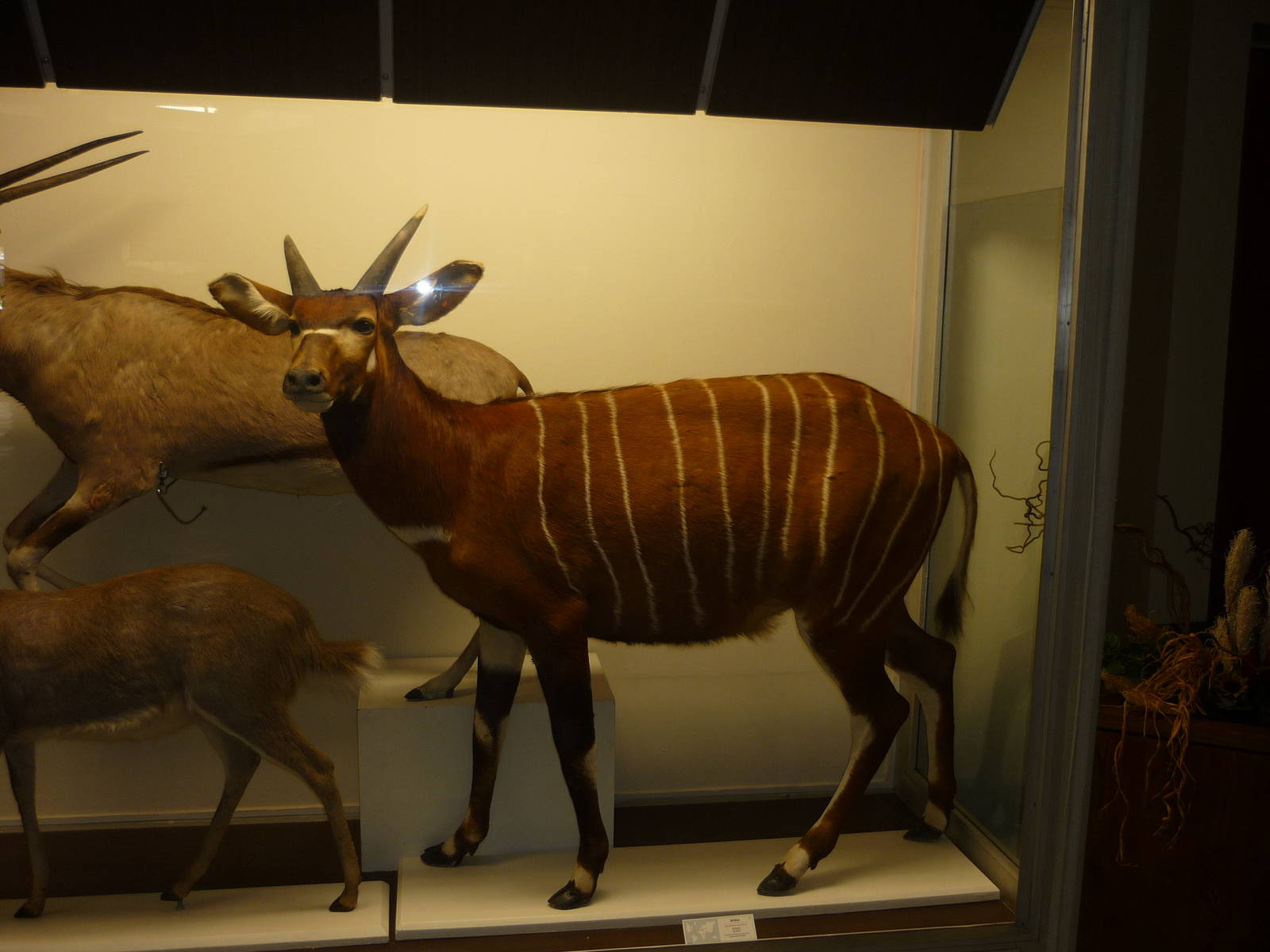Kaunas Zoological Museum