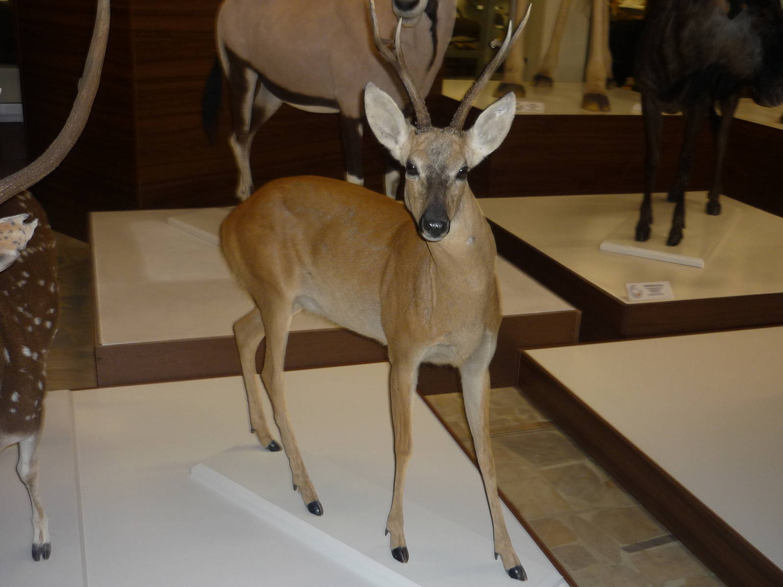 Kaunas Zoological Museum