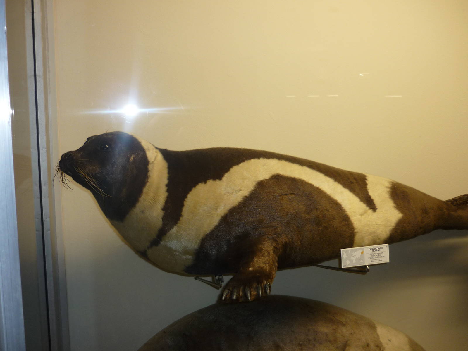 Kaunas Zoological Museum