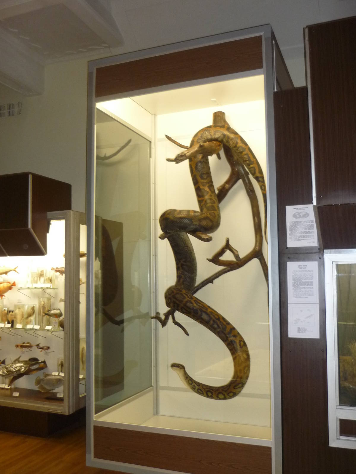 Kaunas Zoological Museum