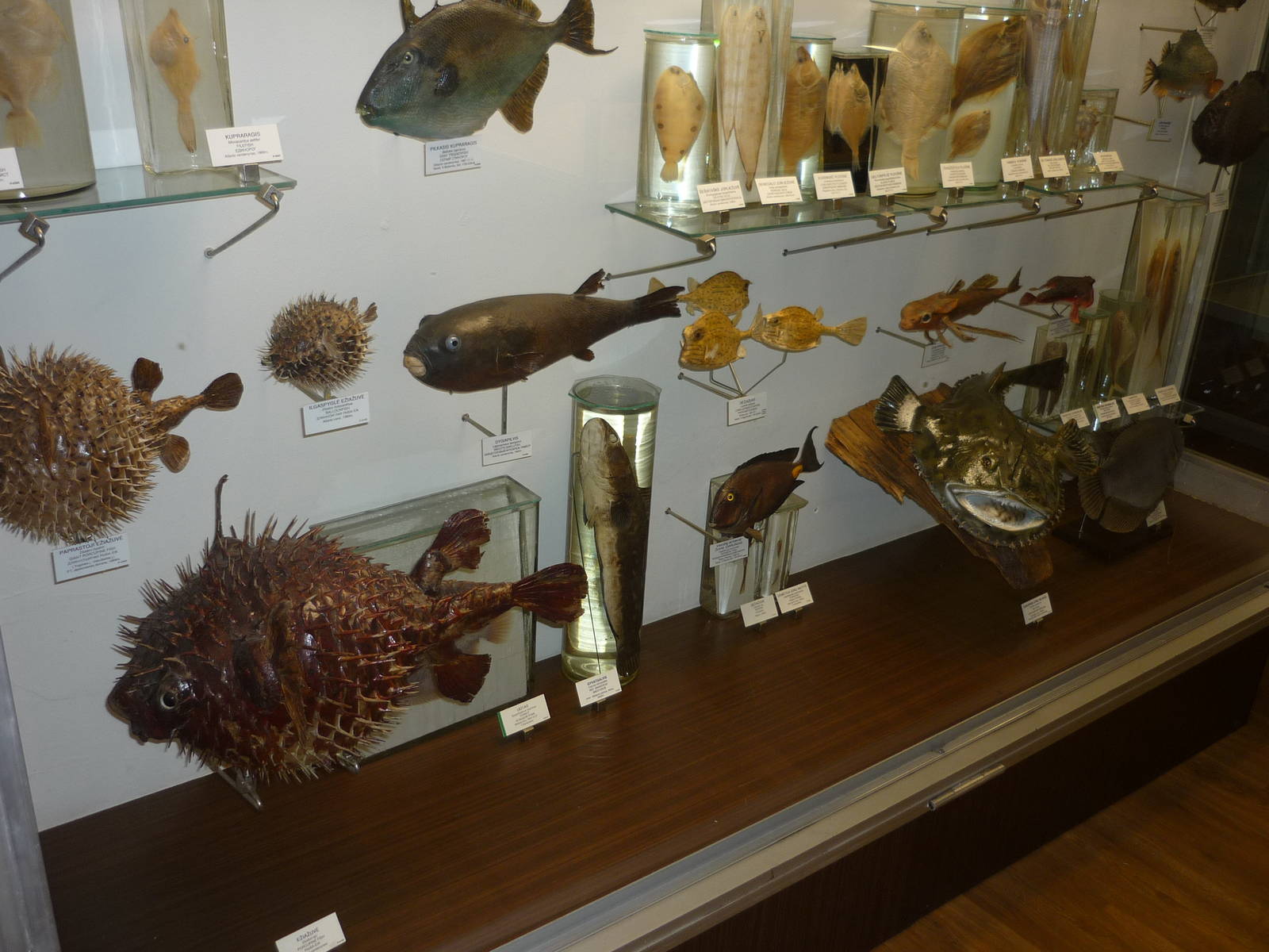 Kaunas Zoological Museum
