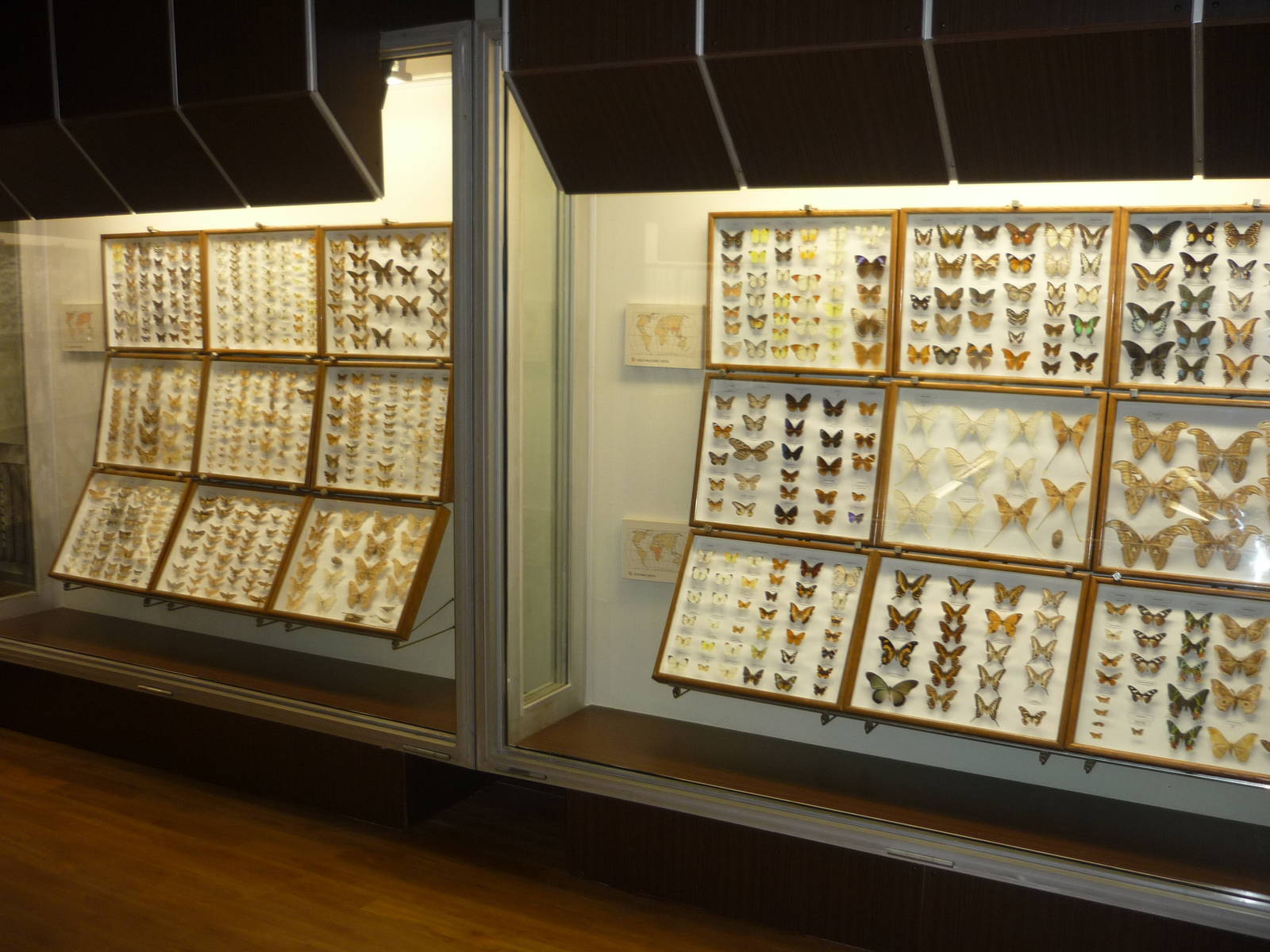 Kaunas Zoological Museum