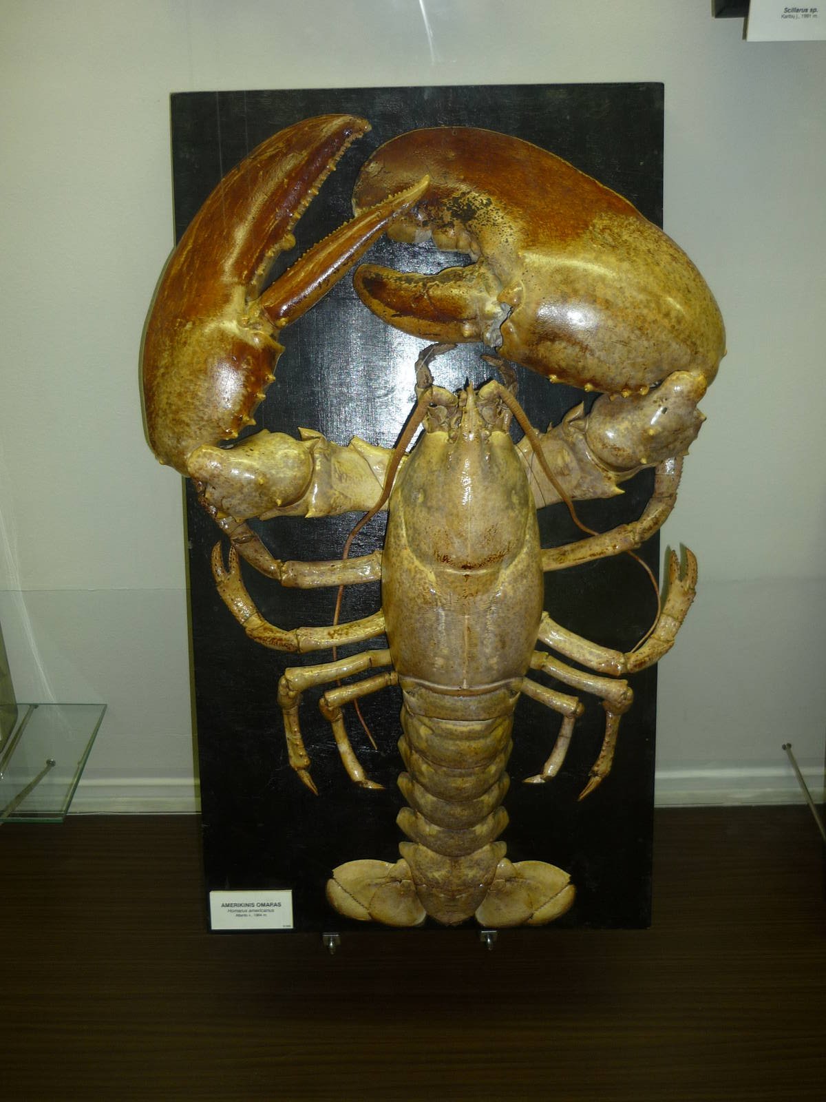 Kaunas Zoological Museum