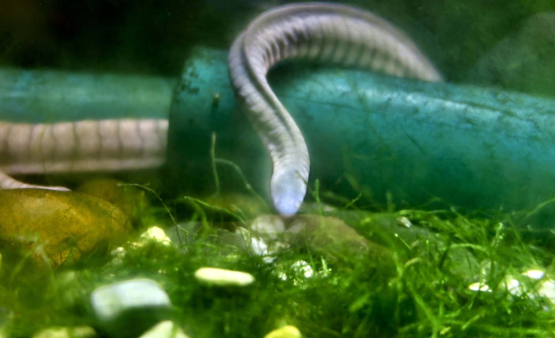 Kaup's Caecilian (Potamotyphlus kaupii)