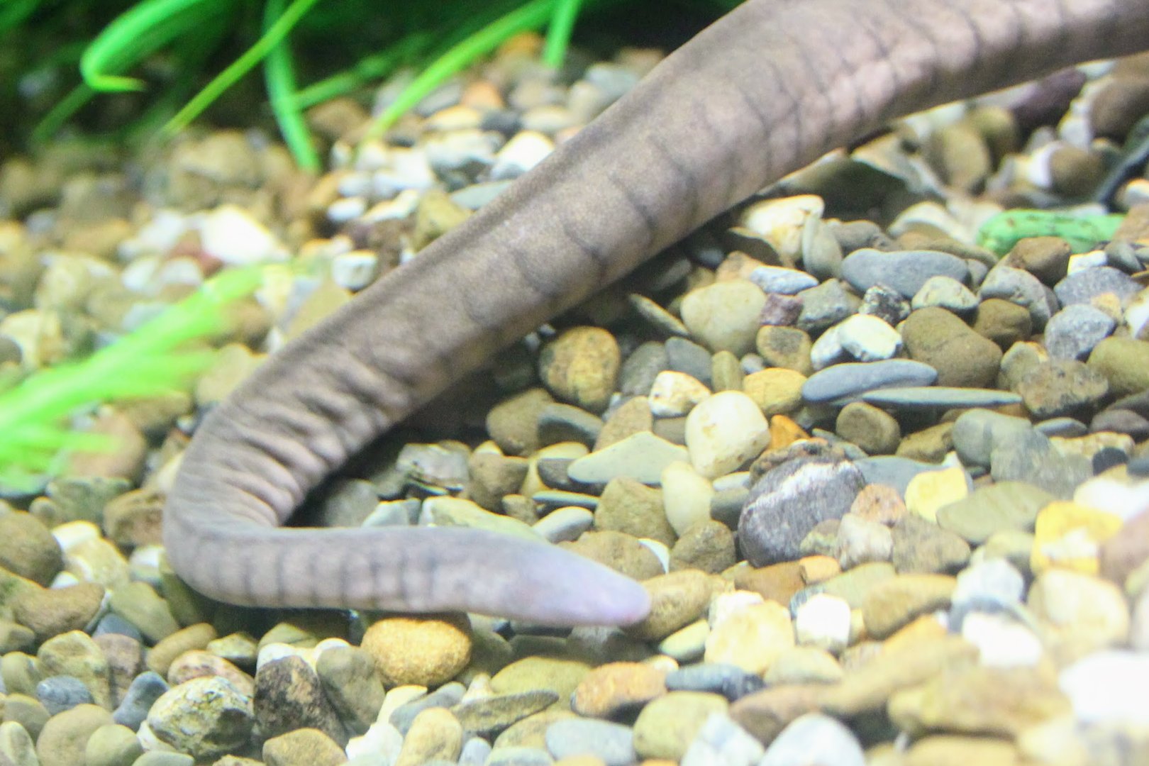 Kaup's Caecilian