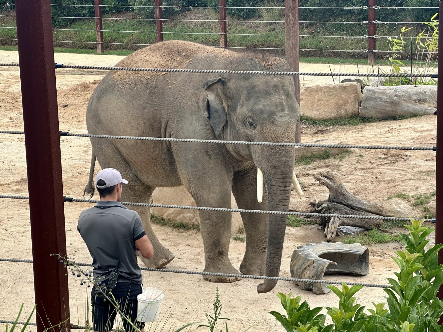 Kavi (Asian Elephant)