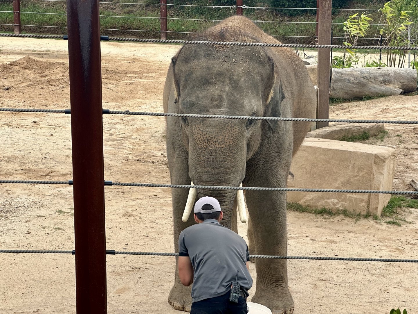Kavi (Asian Elephant)