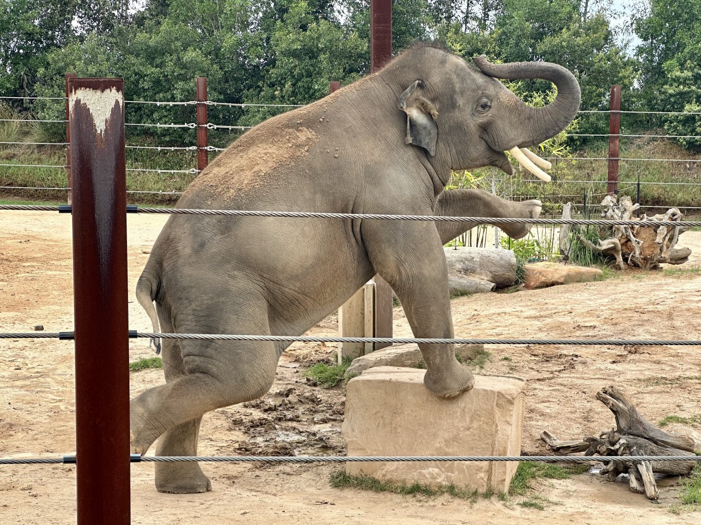 Kavi (Asian Elephant)